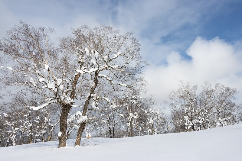 なぜ冬眠するの？