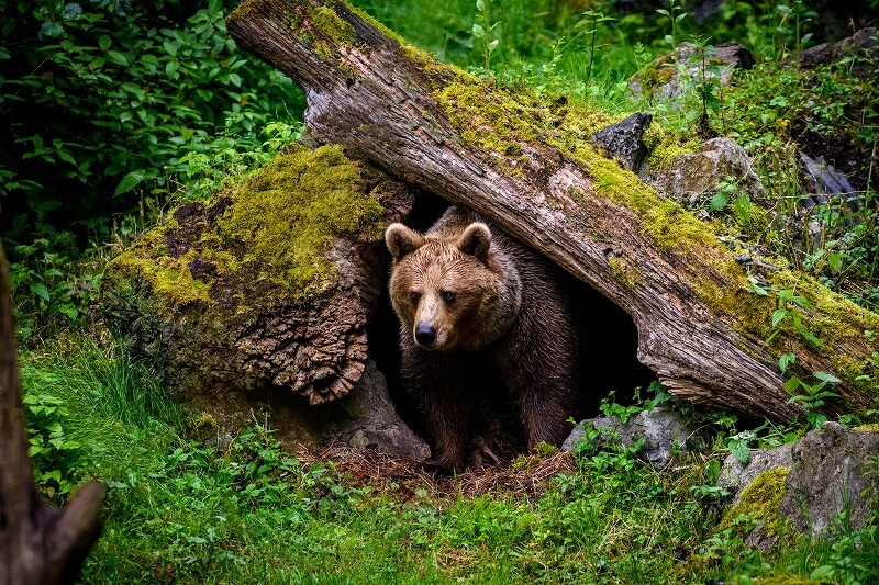 どこで冬眠するの？