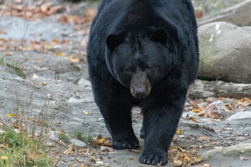 アメリカクロクマ