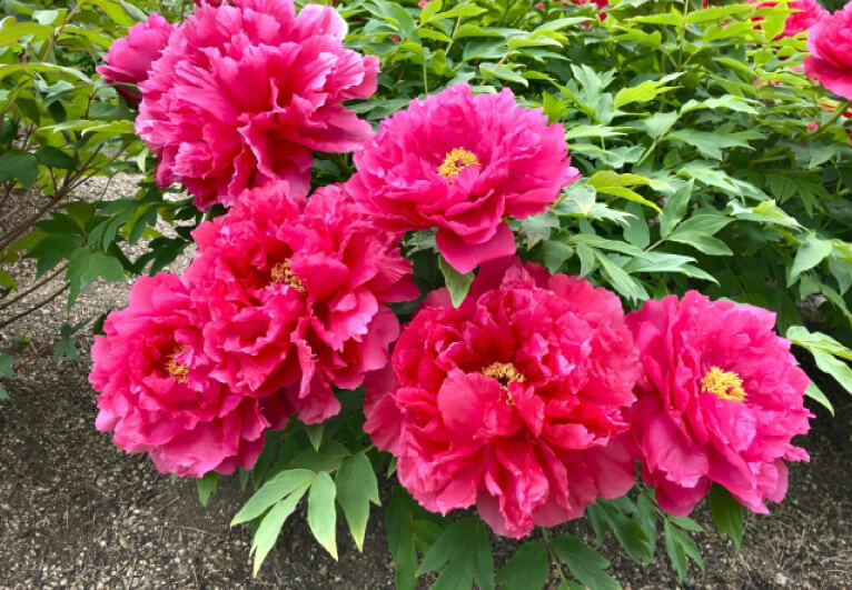 牡丹の基本情報