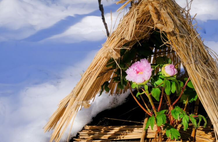 牡丹の開花時期