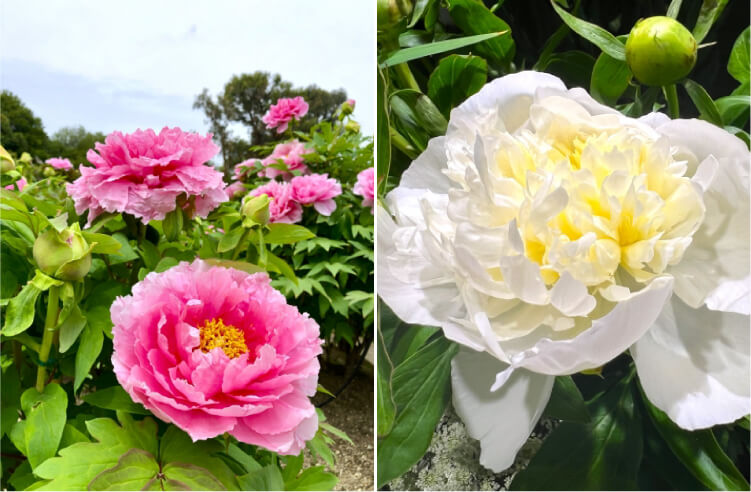 芍薬と牡丹の主な違い