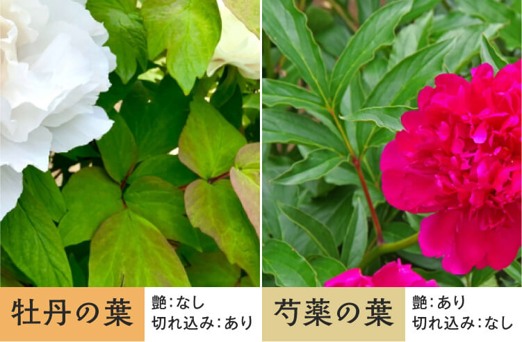 芍薬と牡丹を見分けるポイント