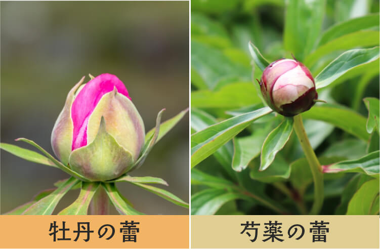 芍薬と牡丹を見分けるポイント