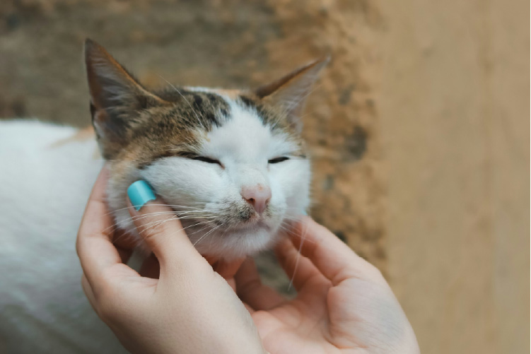 猫を撫でる夢の解釈