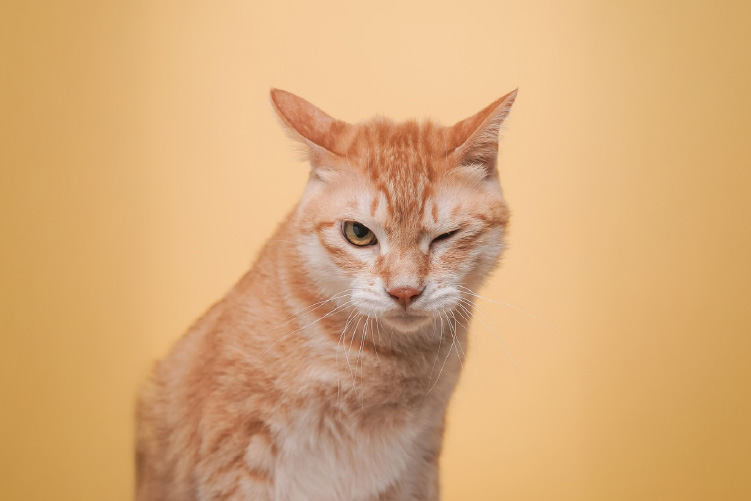 夢の中の猫を、幸運の招き猫にしよう