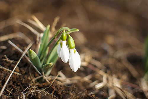 スノードロップ「あなたの死を望みます」