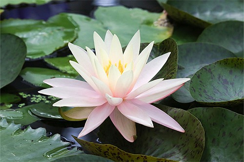 スイレン「滅亡」