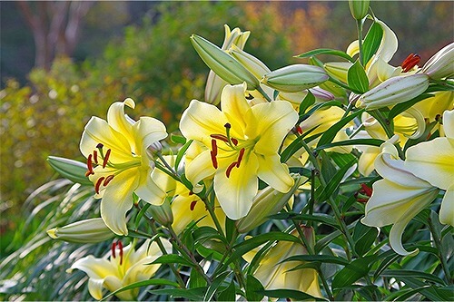 黄色いカサブランカ「裏切り」