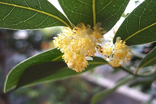 月桂樹「裏切り」「不信」