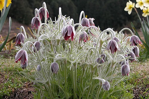 オキナグサ「裏切りの恋」
