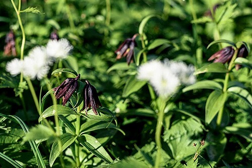 クロユリ「復讐」「呪い」「憎悪」