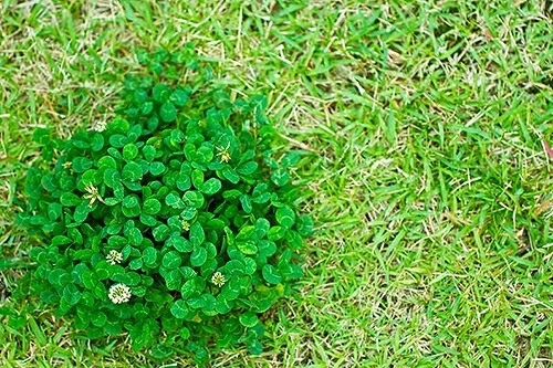 四葉のクローバー「復讐」