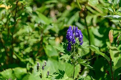 トリカブト「復讐」