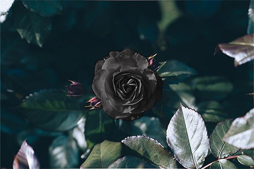 黒いバラ「憎しみ」