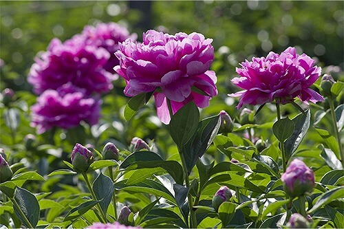 紫色の芍薬「憤怒」「怒り」