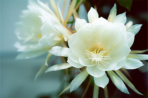 月下美人「危険な快楽」