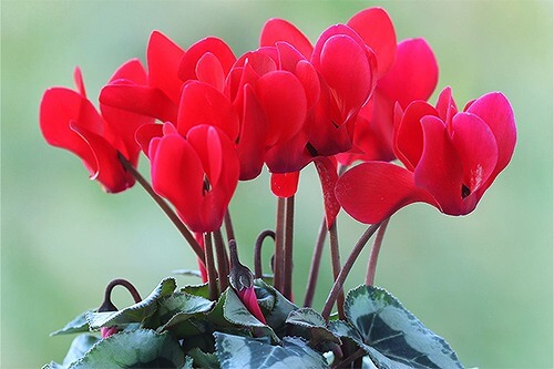 赤いシクラメン「嫉妬」