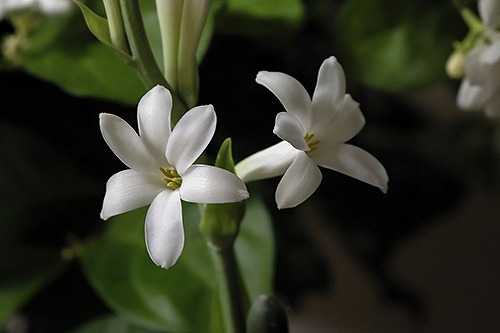 チューベローズ「危険な快楽」「危険な楽しみ」