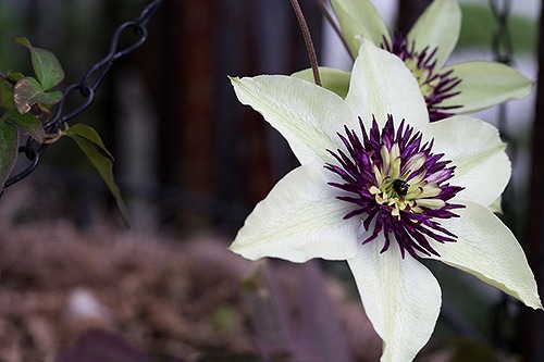 テッセン「縛りつける」「甘い束縛」