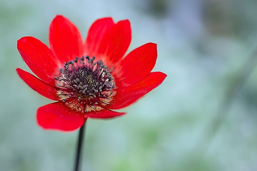 アネモネ「見捨てられた」「はかない恋」「恋の苦しみ」