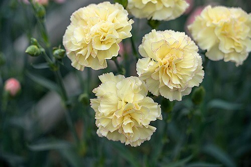 黄色いカーネーション「軽蔑」