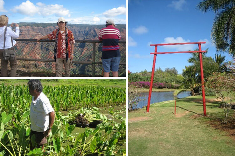 アミナコレクションとハワイの出会い