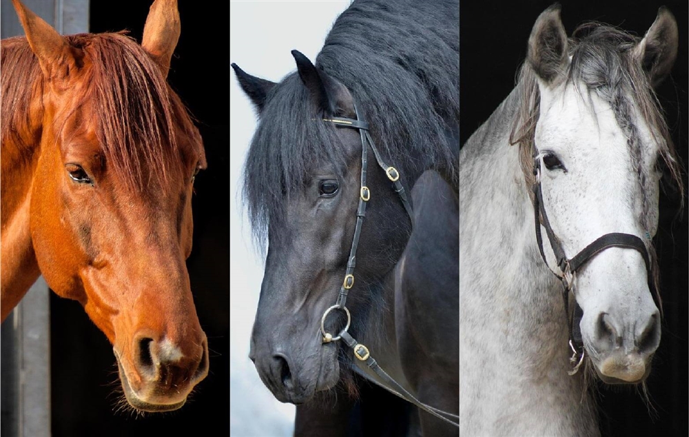 奉納する馬の毛色にも意味がある？