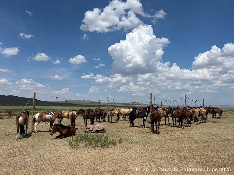 モンゴル馬の歴史と現在