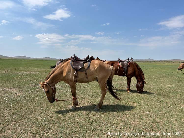 厳しい自然を生き抜く人と馬