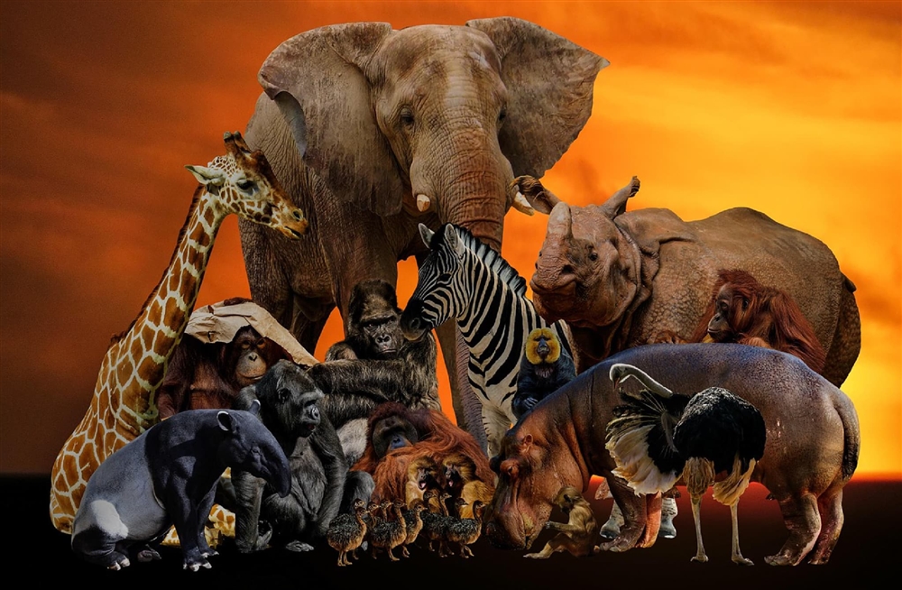 世界の有名な絶滅危惧動物13選