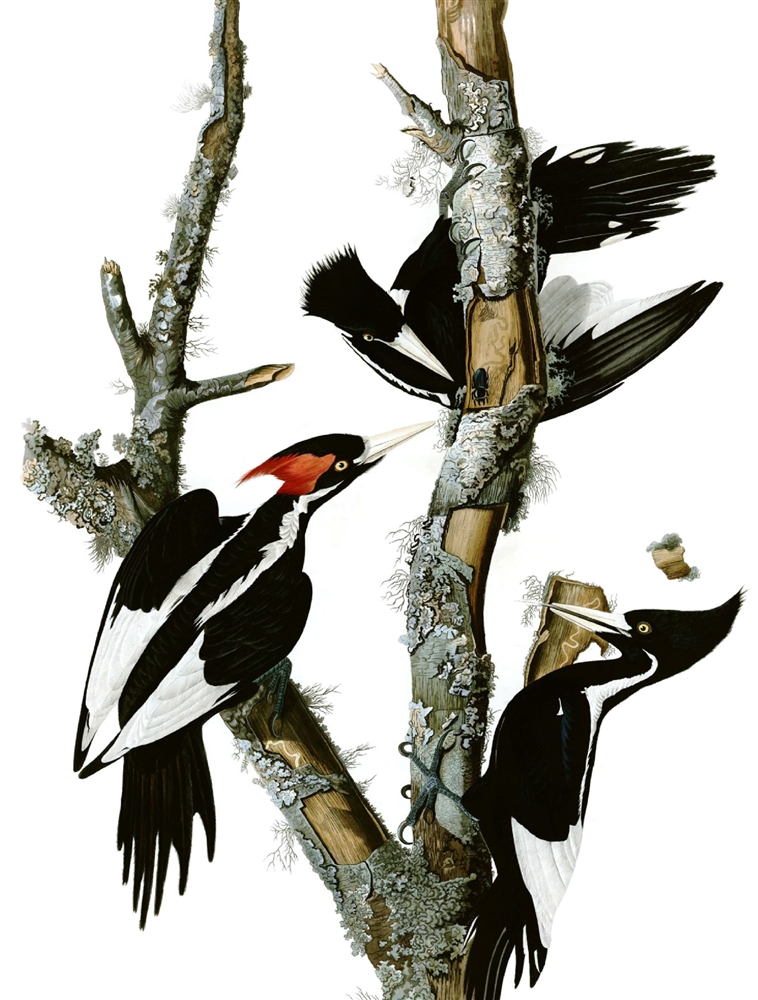 メキシコハジシロキツツキ