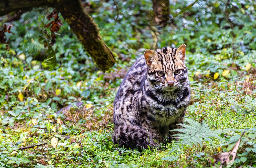イリオモテヤマネコ