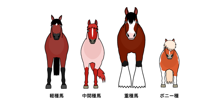 馬の基本的な分類