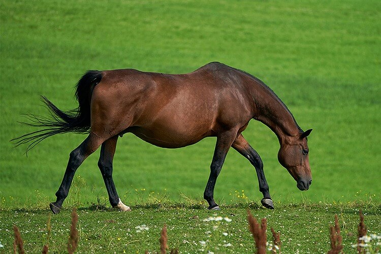 中間種馬の特徴と代表的な品種