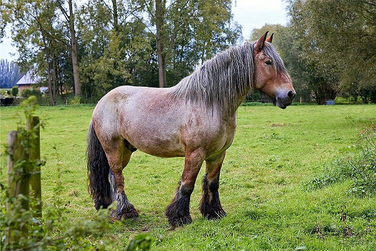 重種馬の特徴と代表的な品種
