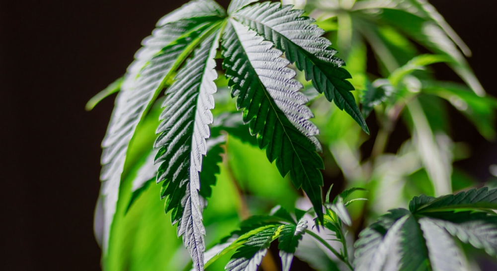 麻の葉模様の縁起が良い理由と由来