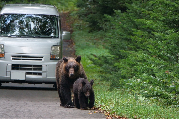 北海道知床半島の道路で車の前を歩くヒグマの家族