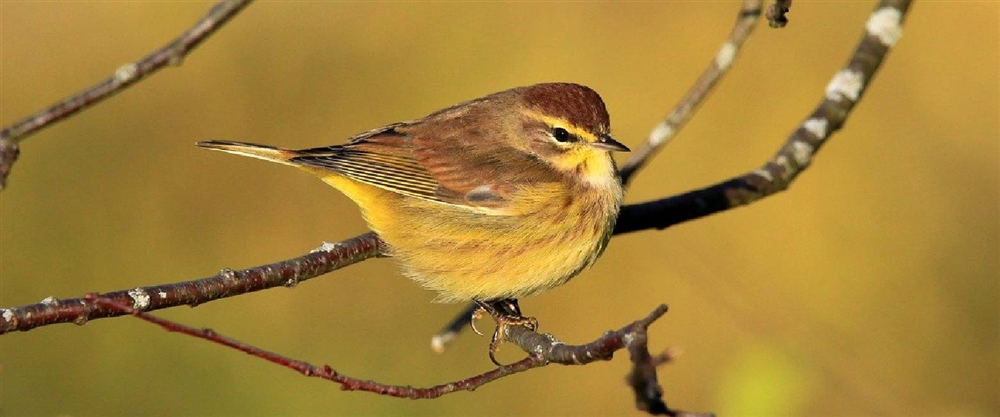 はるつげどり（鶯・ウグイス）