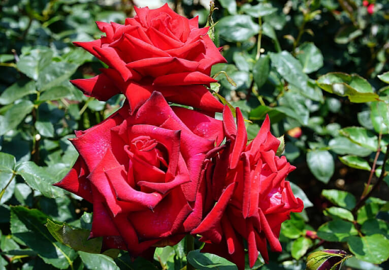 バラってどんな花？