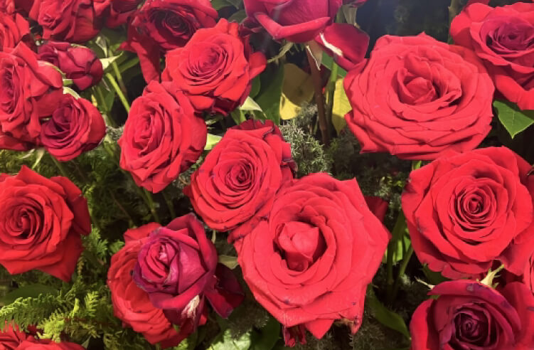 赤いバラの花言葉