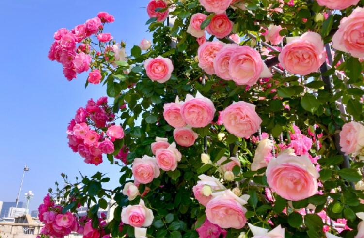 ピンクのバラの花言葉