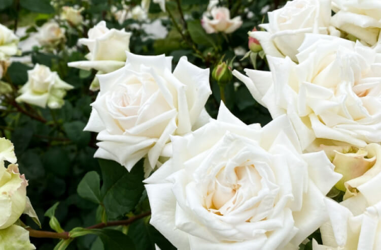 白のバラの花言葉