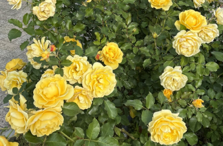 黄色いバラの花言葉