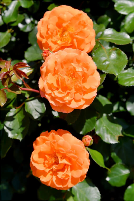 オレンジのバラの花言葉