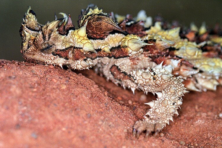 周辺の野生動物や植物の暮らし