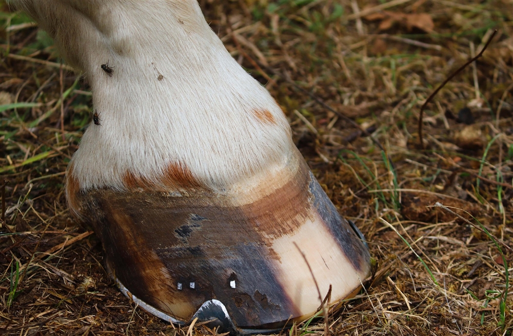 「馬脚を現す」はどこから来た？