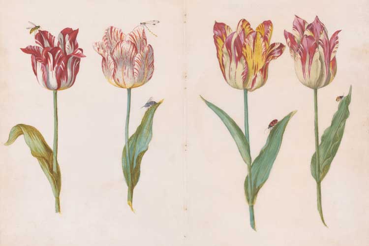 17世紀に「チューリップバブル」が起きた