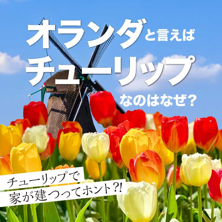 オランダで有名な花がチューリップなのはなぜ？理由やおすすめスポットなど徹底解説！