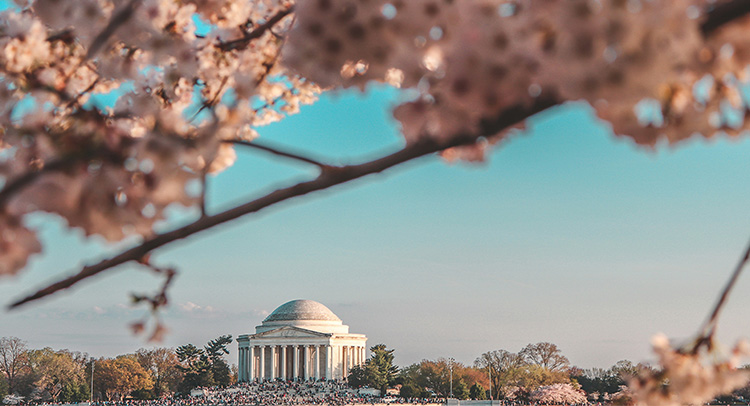 アメリカ・ワシントンD.C.の全米桜祭り